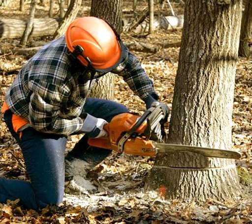 Tree Removal in Leesburg, OH